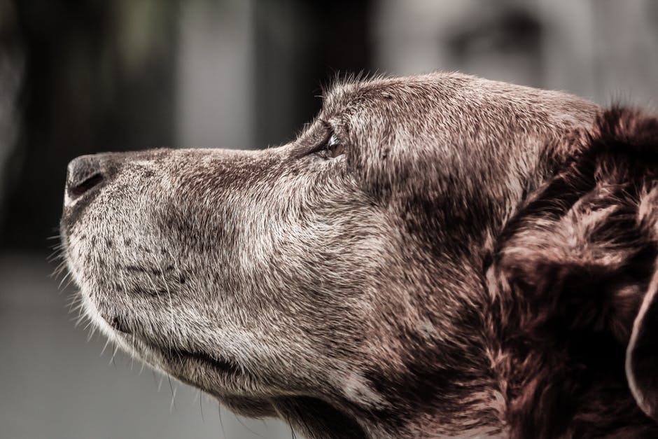 Senior Dogs: Caring for Them in Their Golden Years