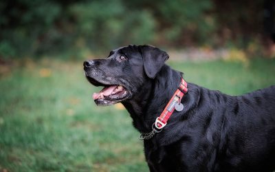 Top Dog Foundation Dog Featured as Wayzata Life’s February Precious Pet!
