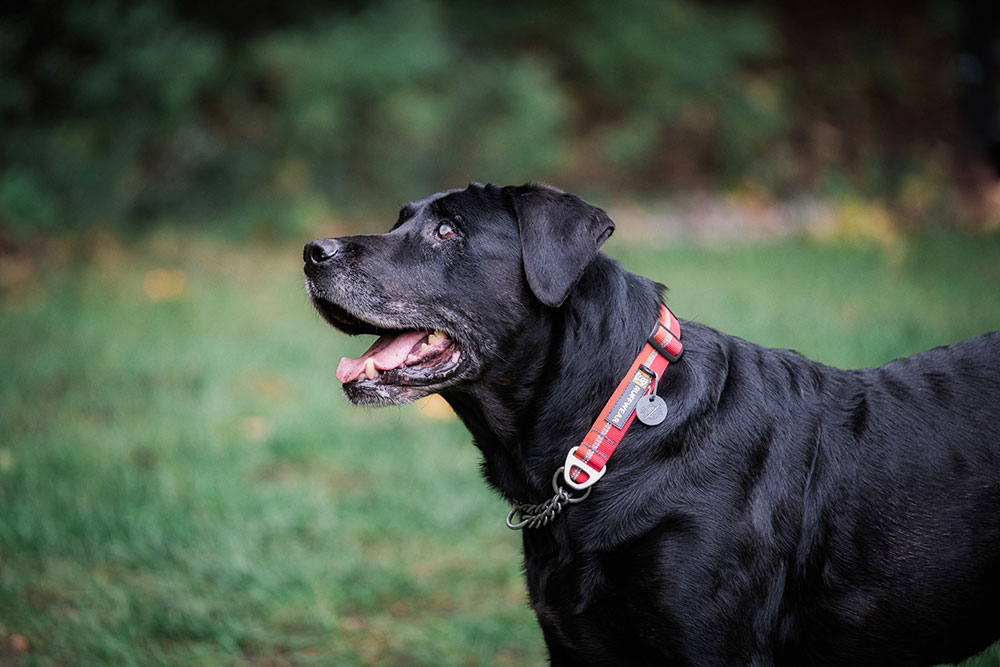 Top Dog Foundation Dog Featured as Wayzata Life’s February Precious Pet!