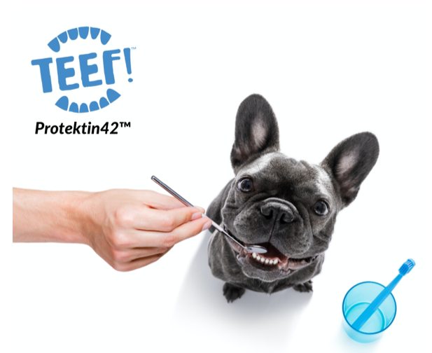 February is National Pet Dental Health Month – Yay!